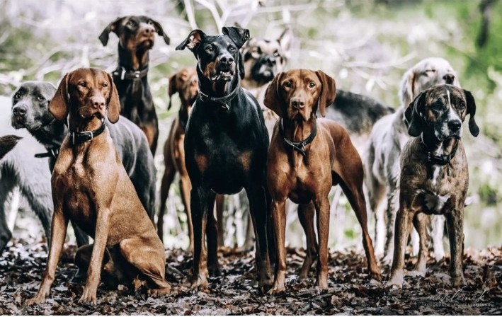 Eine gemischte Hundegruppe im Wald